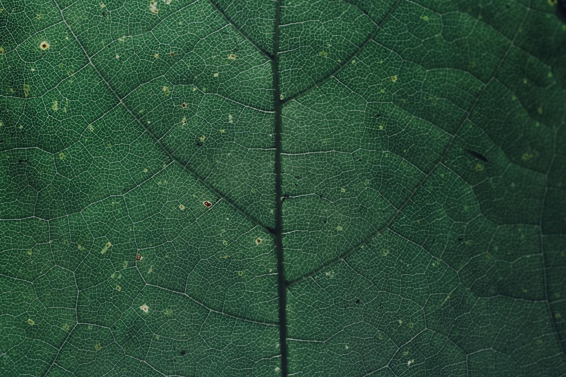 pattern texture leaf green