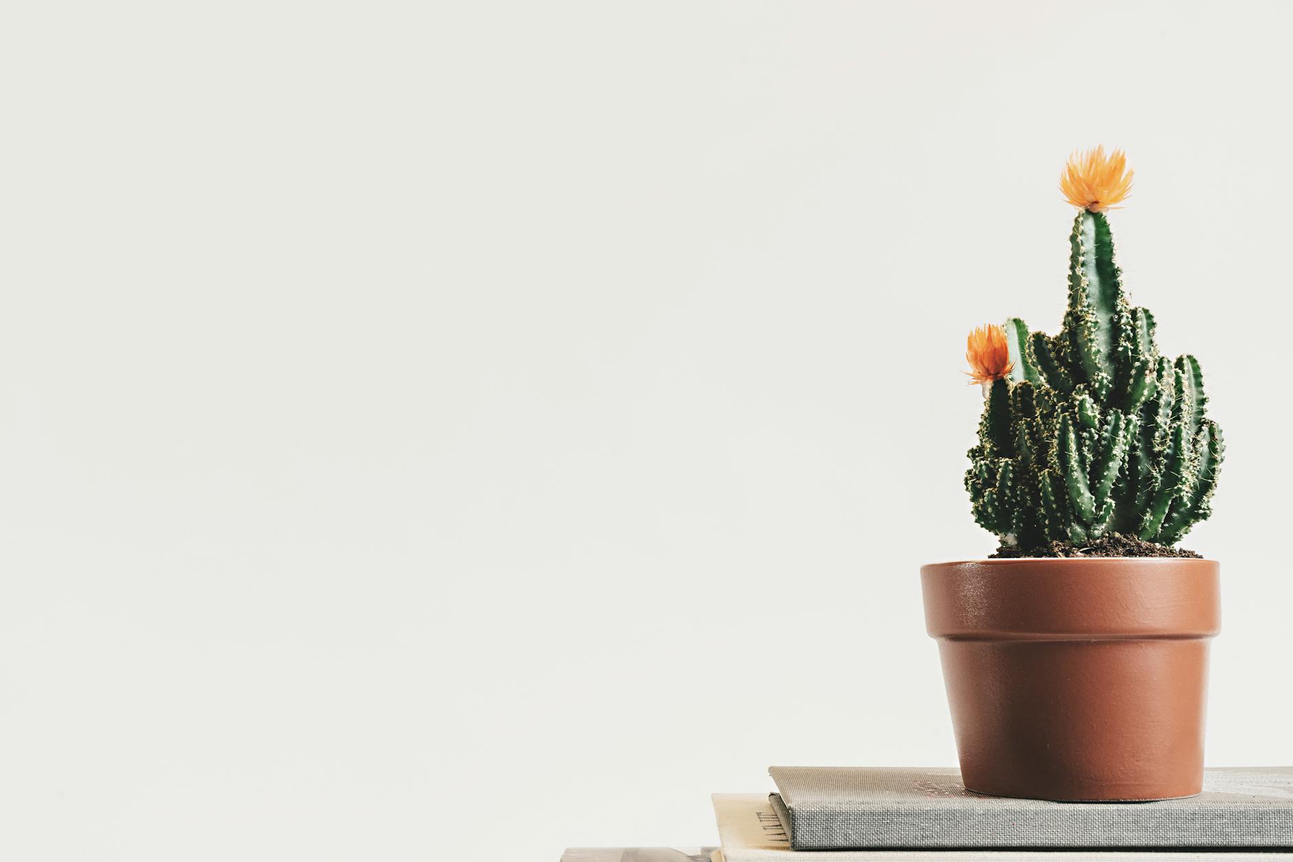 green cactus plant on pot