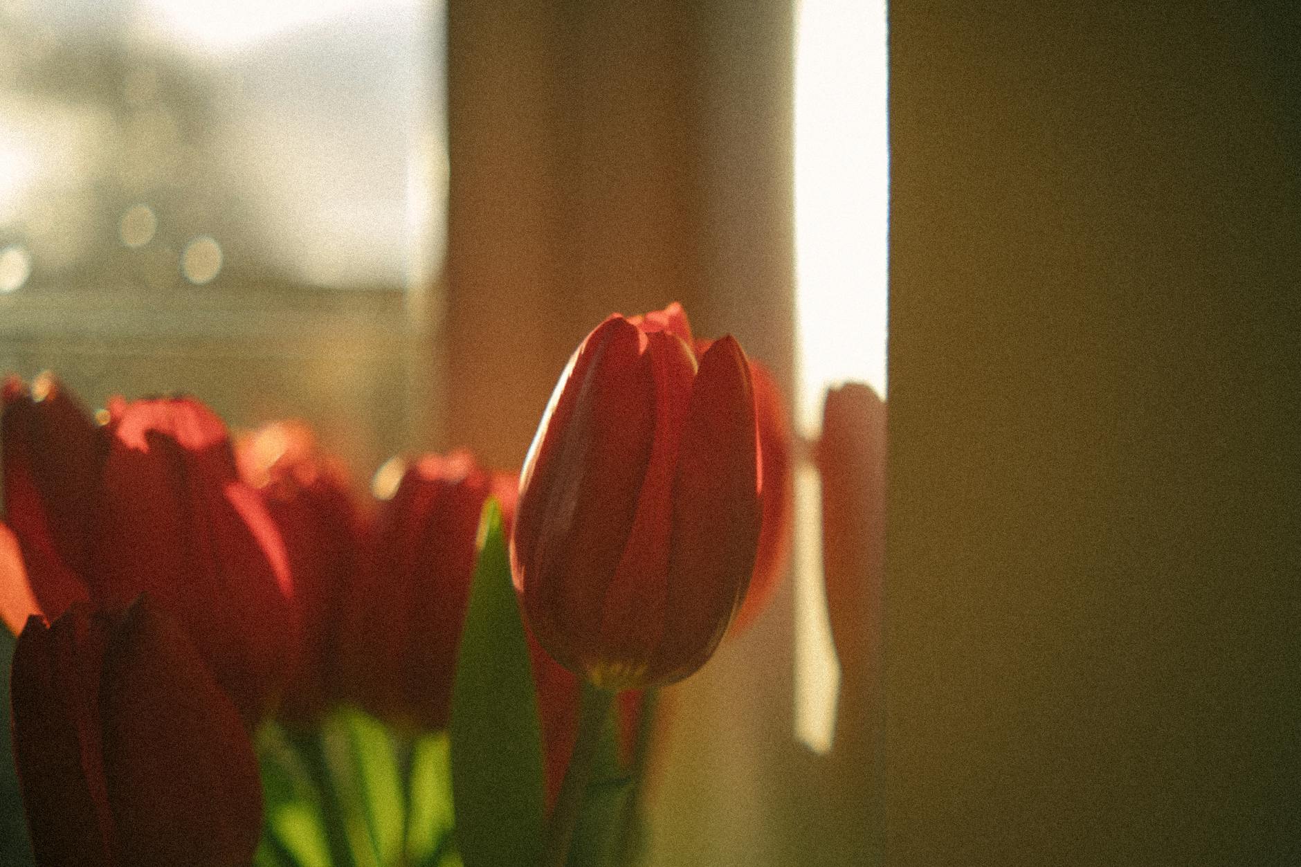 a window with red tulips in it