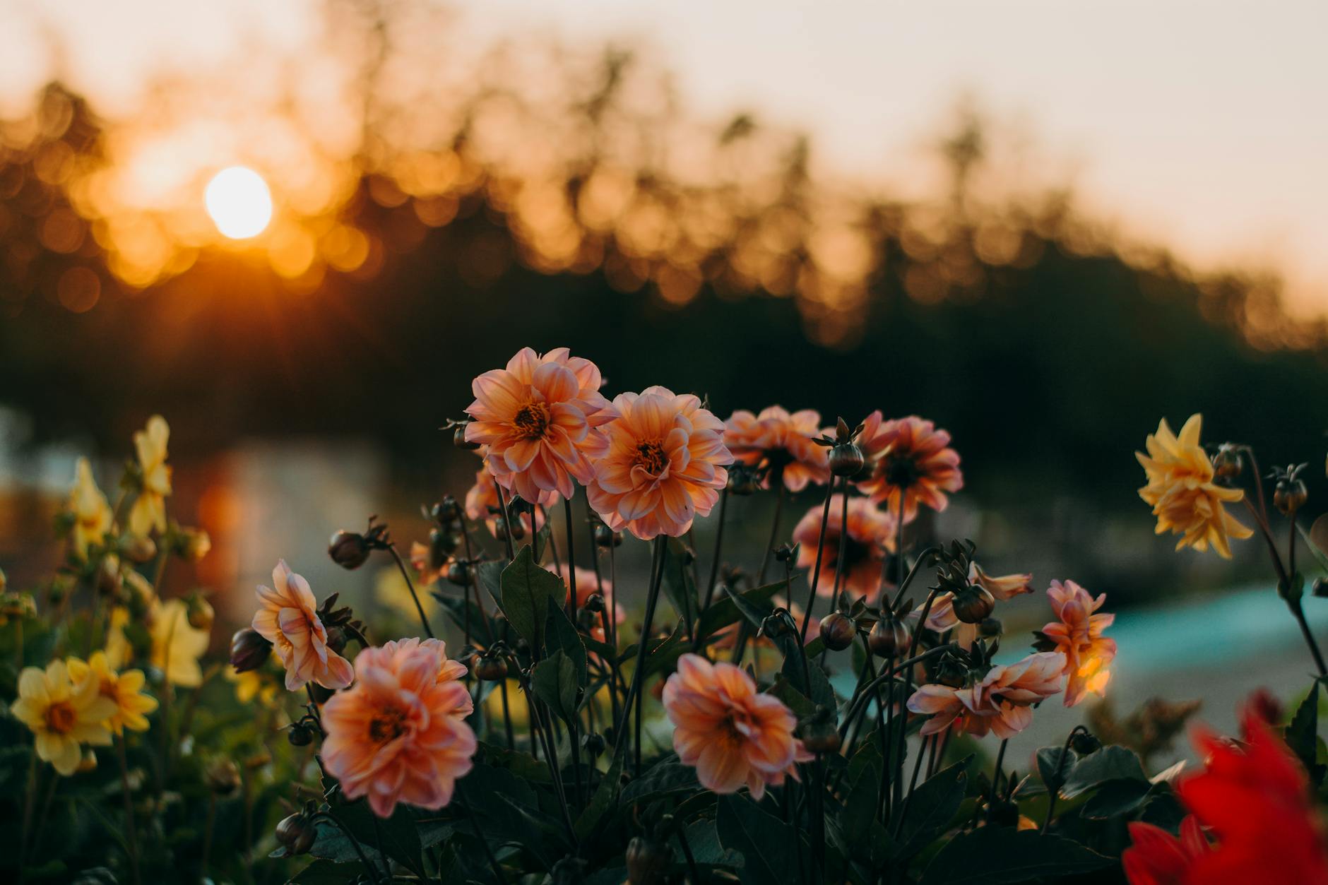 close up photography of flowers