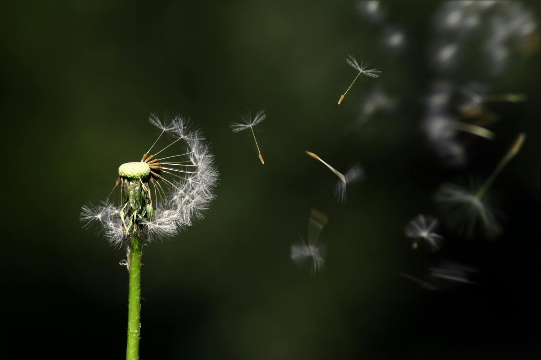 white dandelion flower